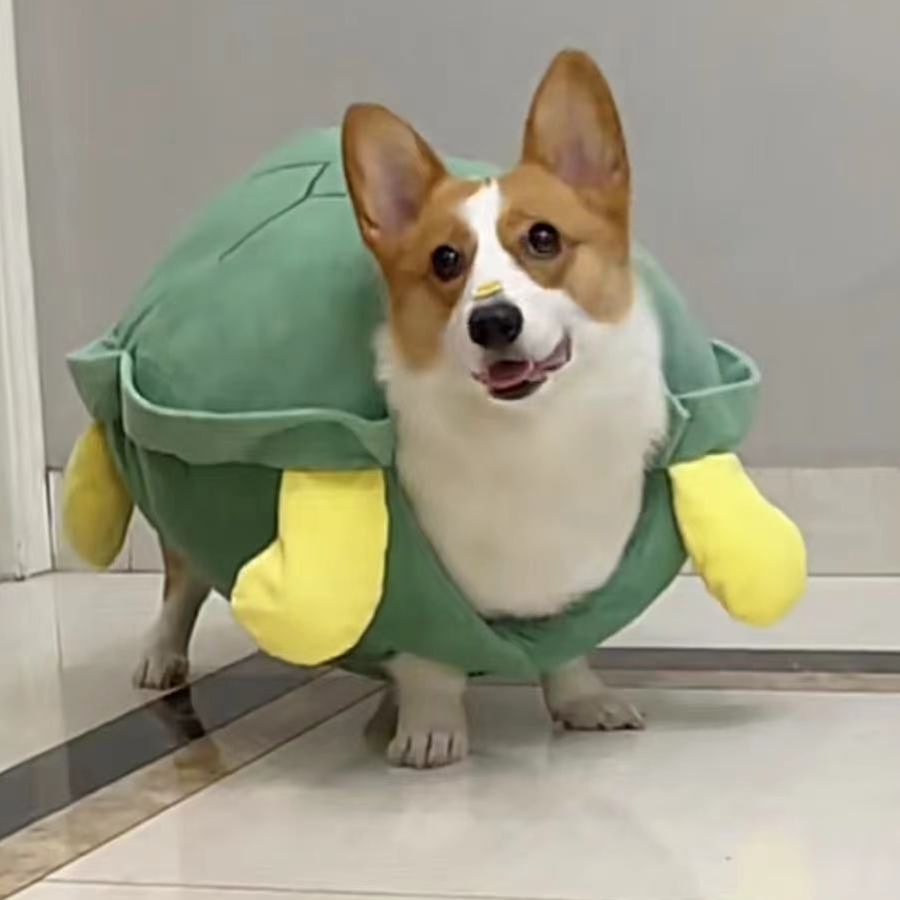 狗狗网红乌龟壳宠物秋冬款小型犬比熊泰迪博美西高地柯基乌龟装