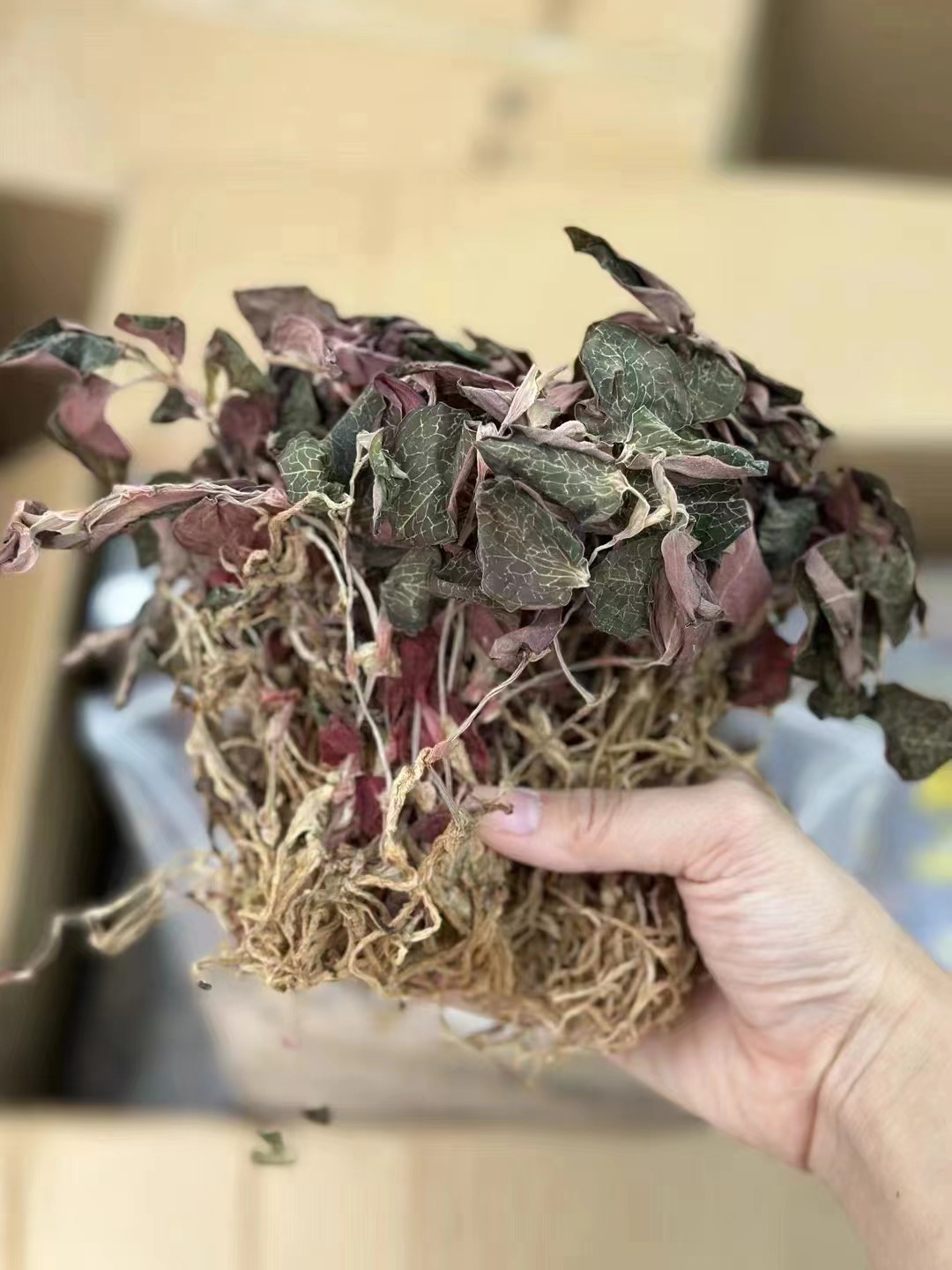 南靖金线莲整株48小时发货