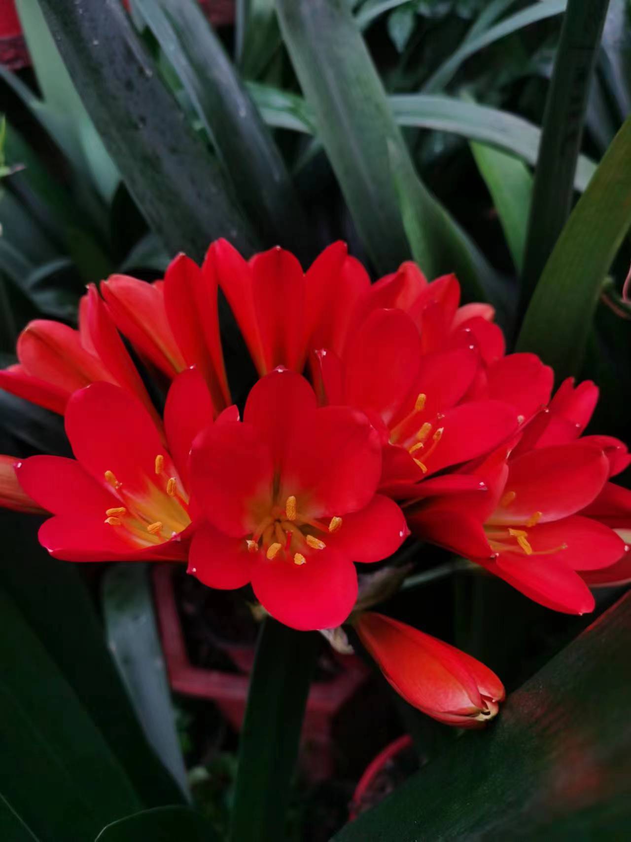 花艺君子兰专用！