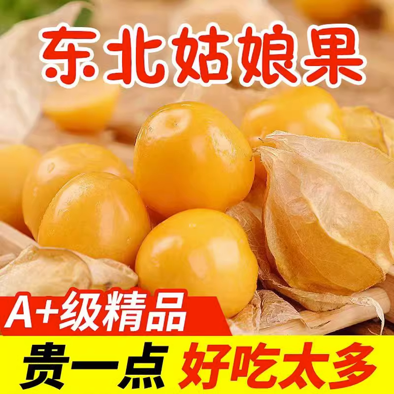 【现摘现发】当季东北姑娘果大果黄菇娘果灯笼果香甜水果鲜果整箱