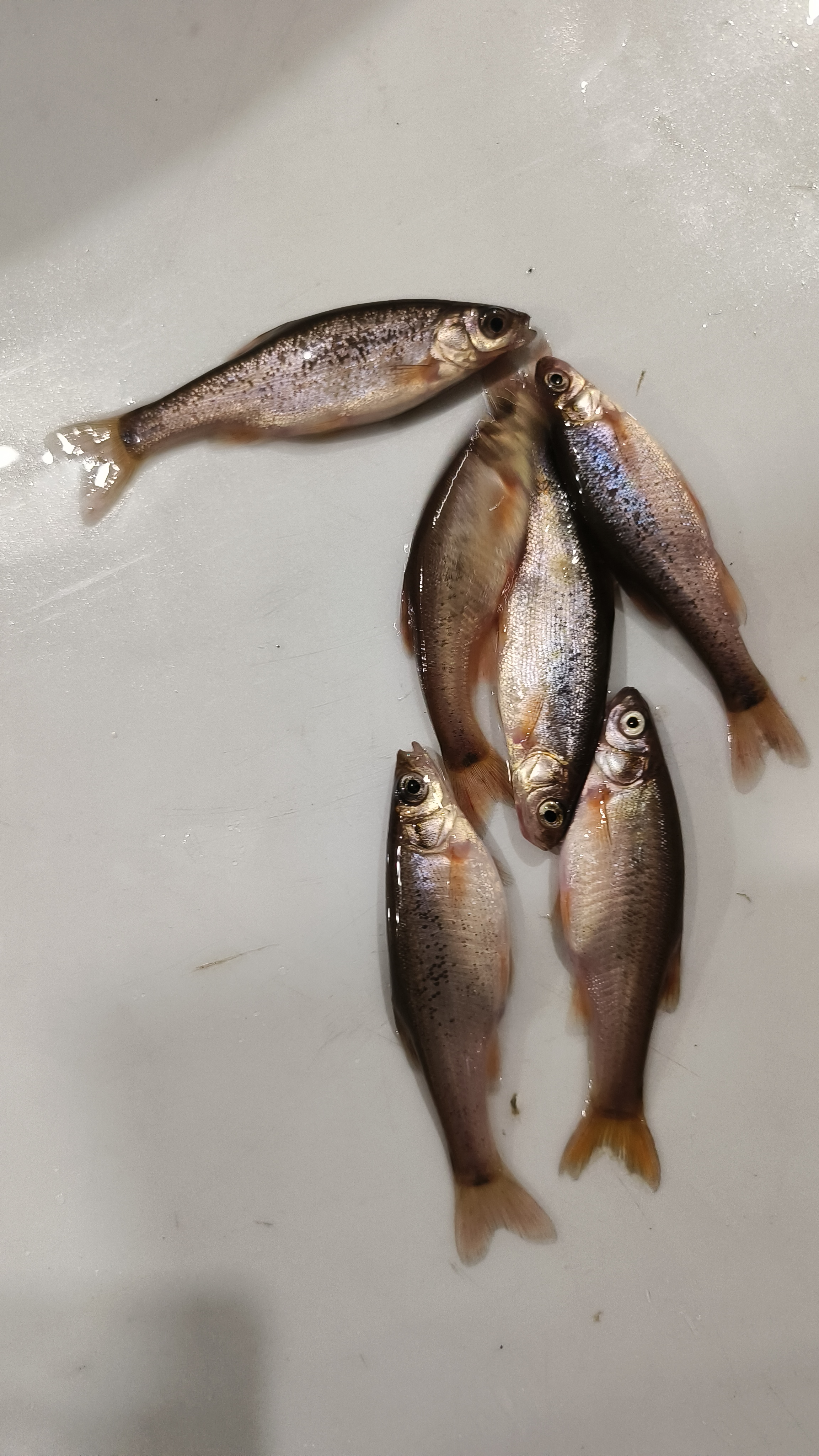 抚远冰鲜柳根鱼称重