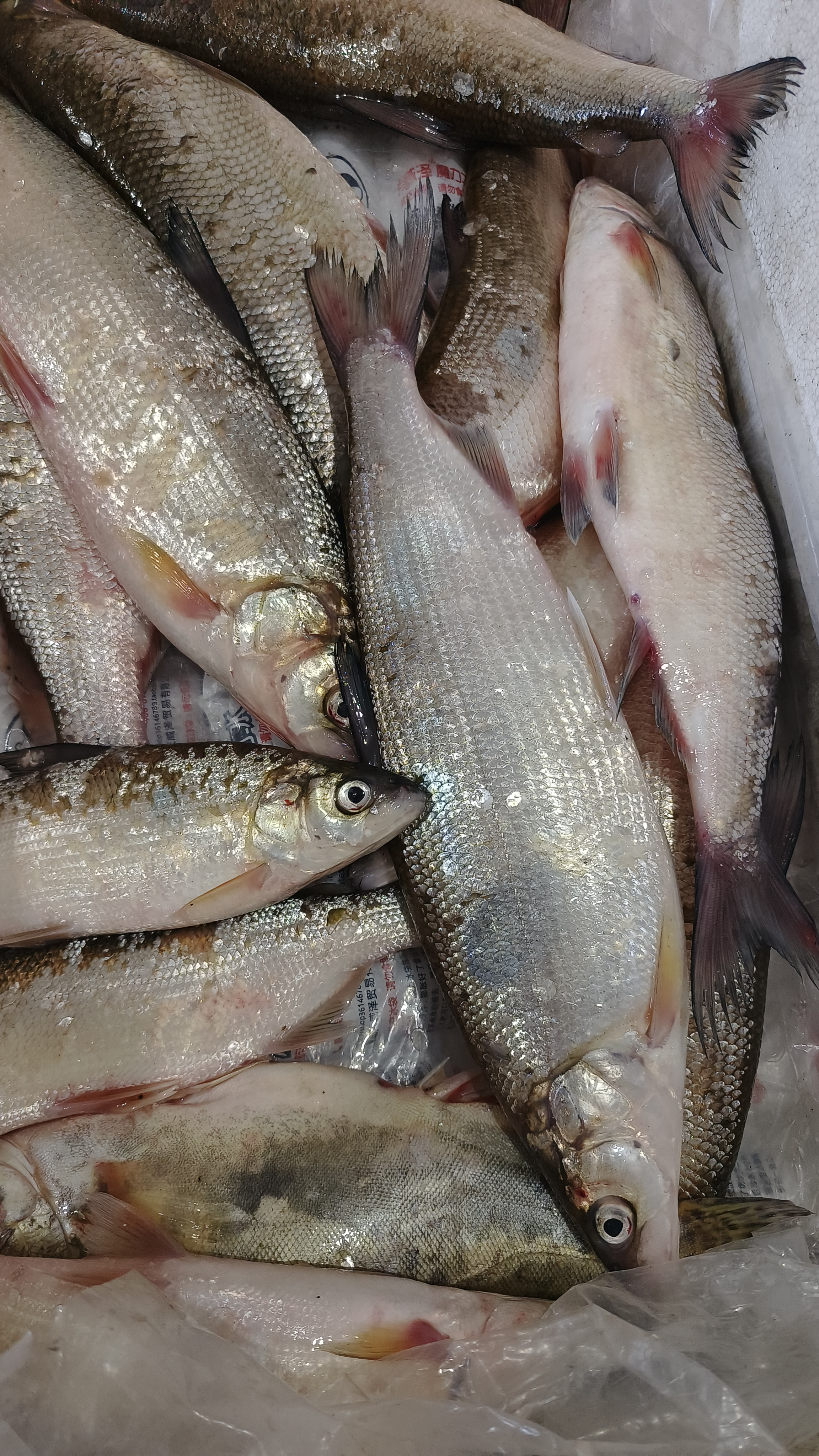 抚远乌苏里白鲑称重