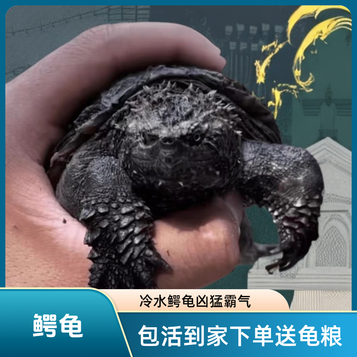 凶猛霸气冷水小鳄龟苗