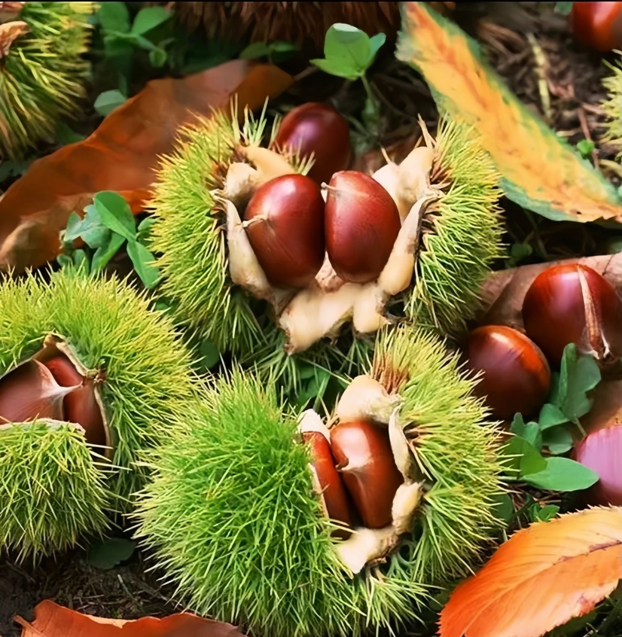 【双节活动价】神农架高山板栗户外采摘