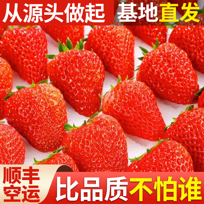 【顺丰空运】大凉山奶油草莓新鲜营养甜美香甜饱满浓郁送礼