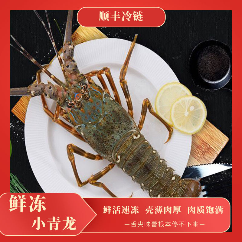  小青龙生猛活冻发货 小青龙虾 12-22两/只顺丰 
