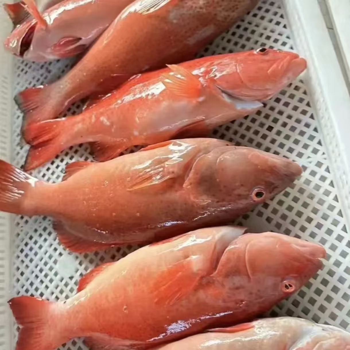 东星斑活冻锁鲜鲜嫩新鲜冷冻炭烤直供紧实新鲜嫩不包活