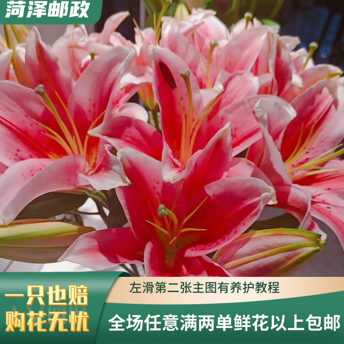 【邮政】提伯多头 香水百合云南基地直发 多头5支（18-20个花苞）