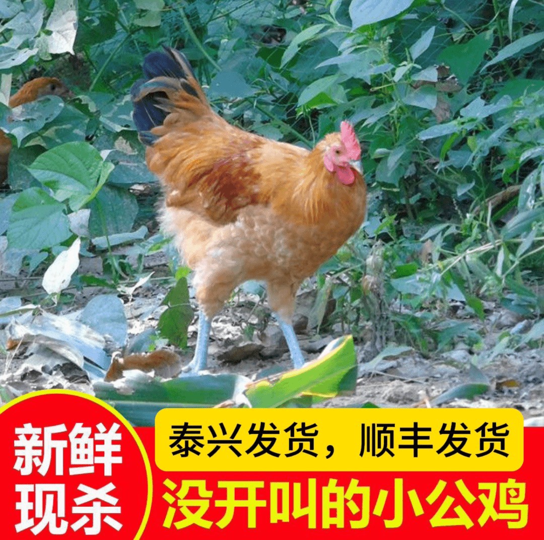 泰兴未打鸣的小公鸡顺丰发货