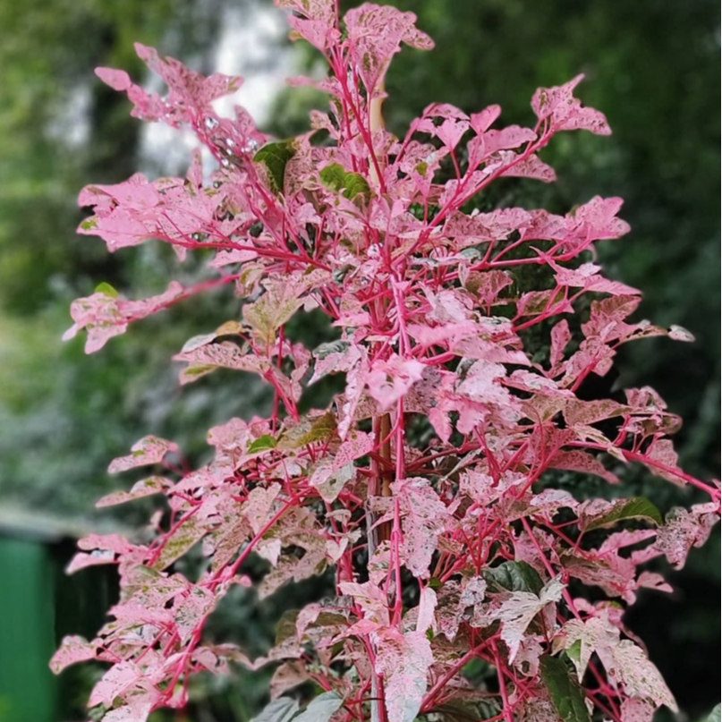 【枫树秋季落叶48-398】枫享家枫树庭院阳台植物