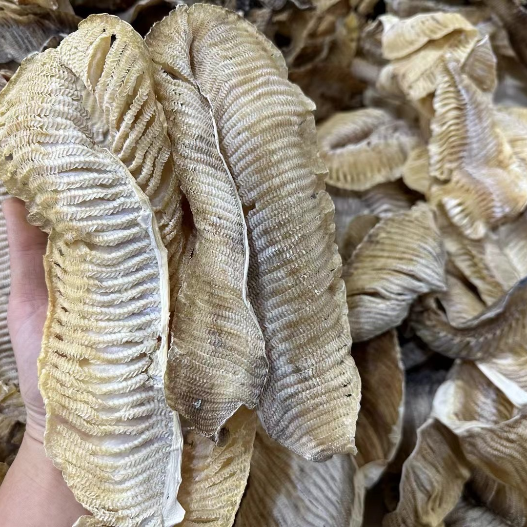 广东淡晒大片精选膨鱼鳃