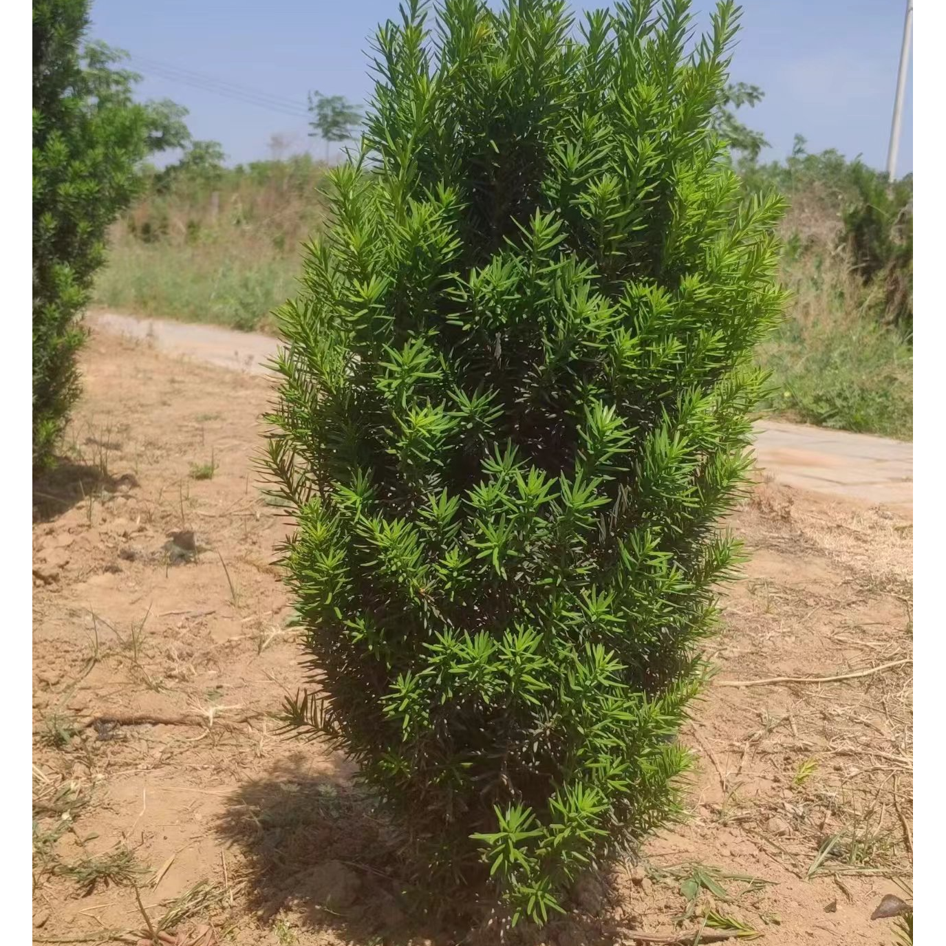 260~300曼地亚红豆杉盆栽地栽净化空气吸甲醛