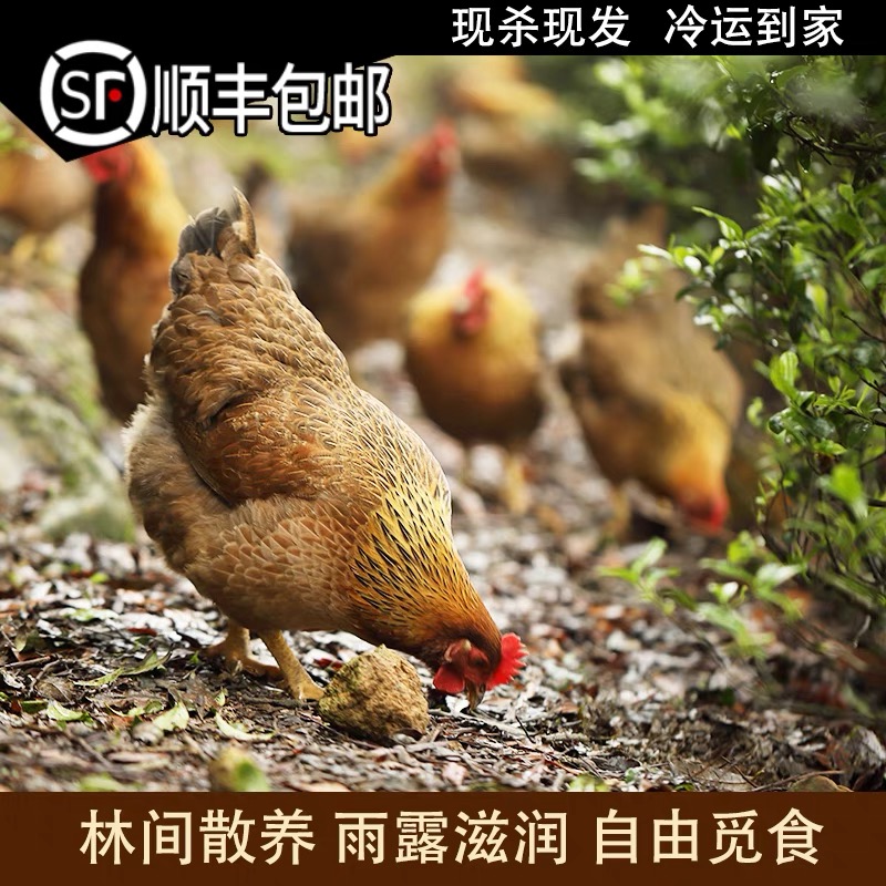 广东清远阳山玉米鸡项180天以上深山放养冷链发货 包冰率不含冰