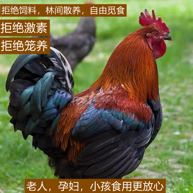 广东正宗清远大扇鸡270天以上深山放养现杀顺丰发货 包冰率不含冰