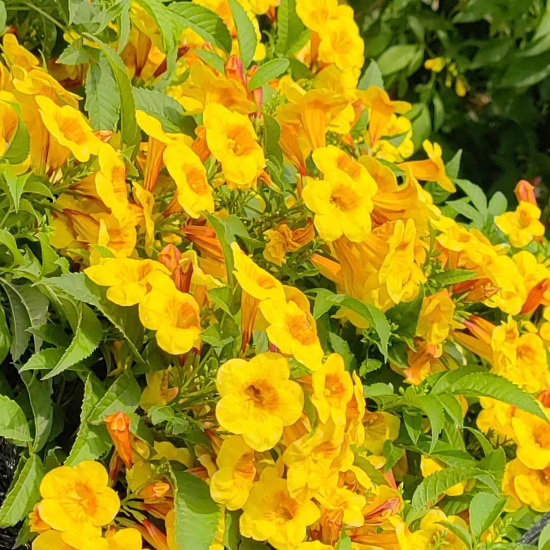橙钟花喜阳耐热好养多年生阳台庭院花园栽种花卉植物