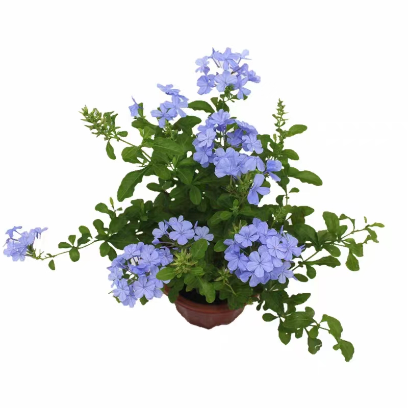 星黛宣花卉蓝雪花盆栽花园庭院阳台花卉多年生植物耐热美观好养