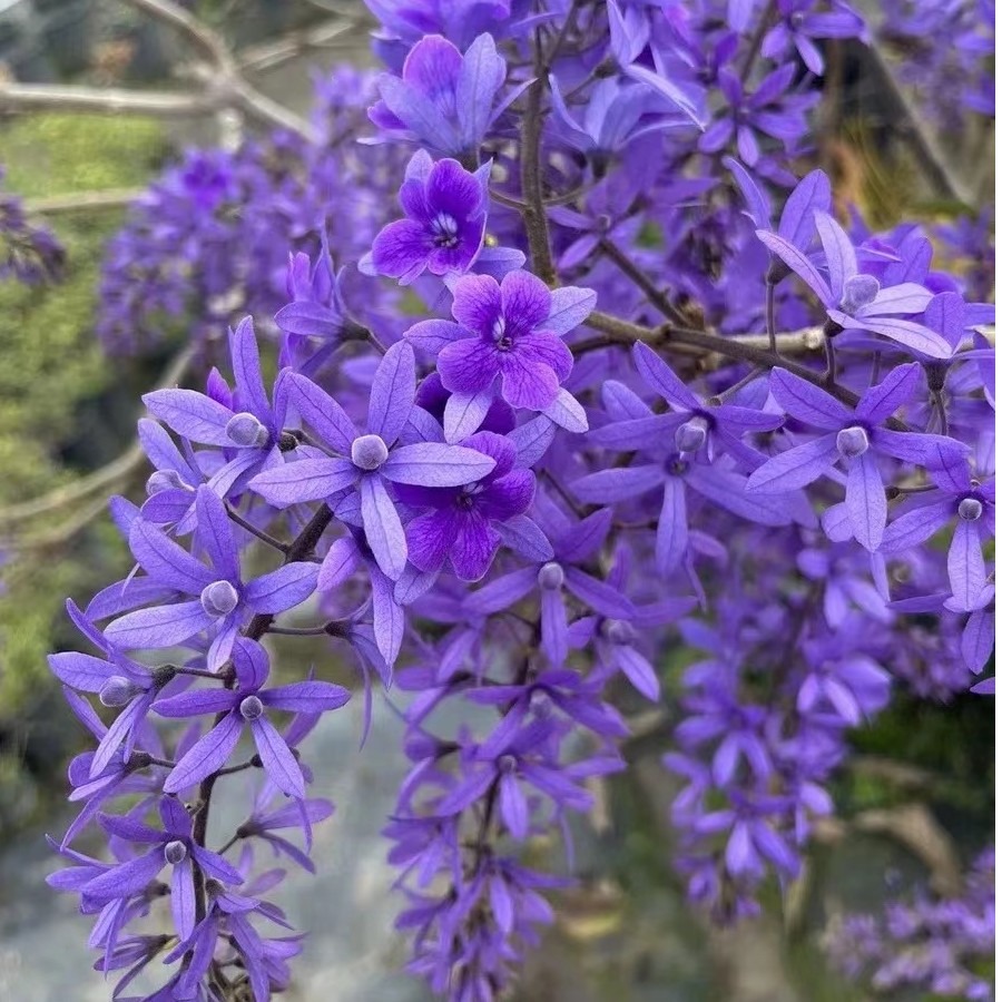 星黛宣花卉 蓝花藤盆栽成品庭院花园爬藤攀援多年生木本四季开花