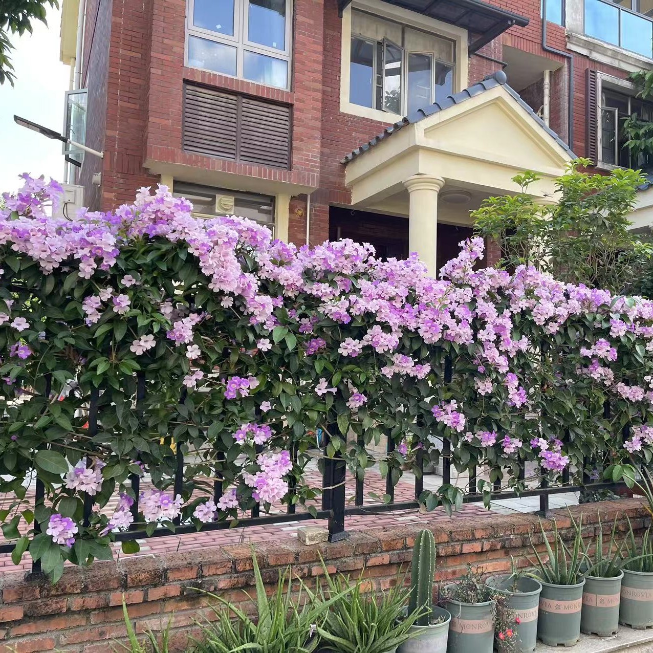 蒜香藤花紫铃藤奇特爬藤盆栽耐晒阳台庭院垂吊攀援植物