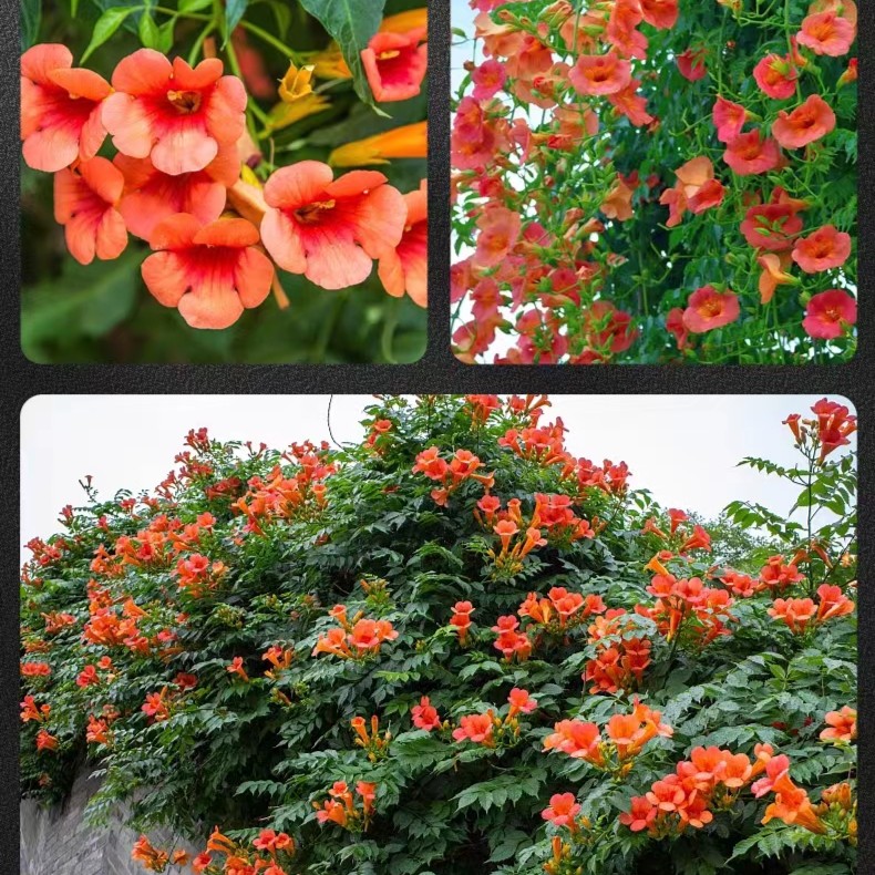 爬藤植物耐寒耐热阳台庭院花园种植适应能力强成活率高
