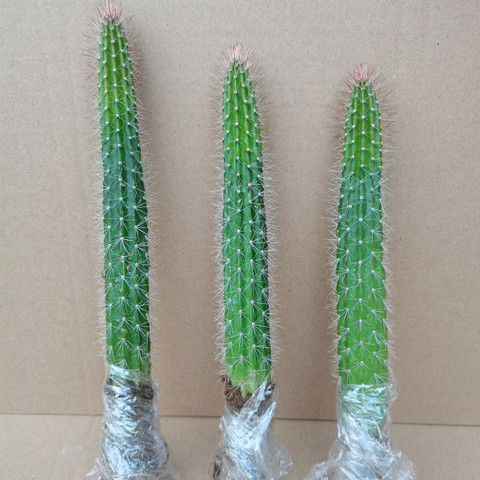 包邮有根红尾柱好养易活仙人掌类植物盆栽阳懒人台绿植防辐射