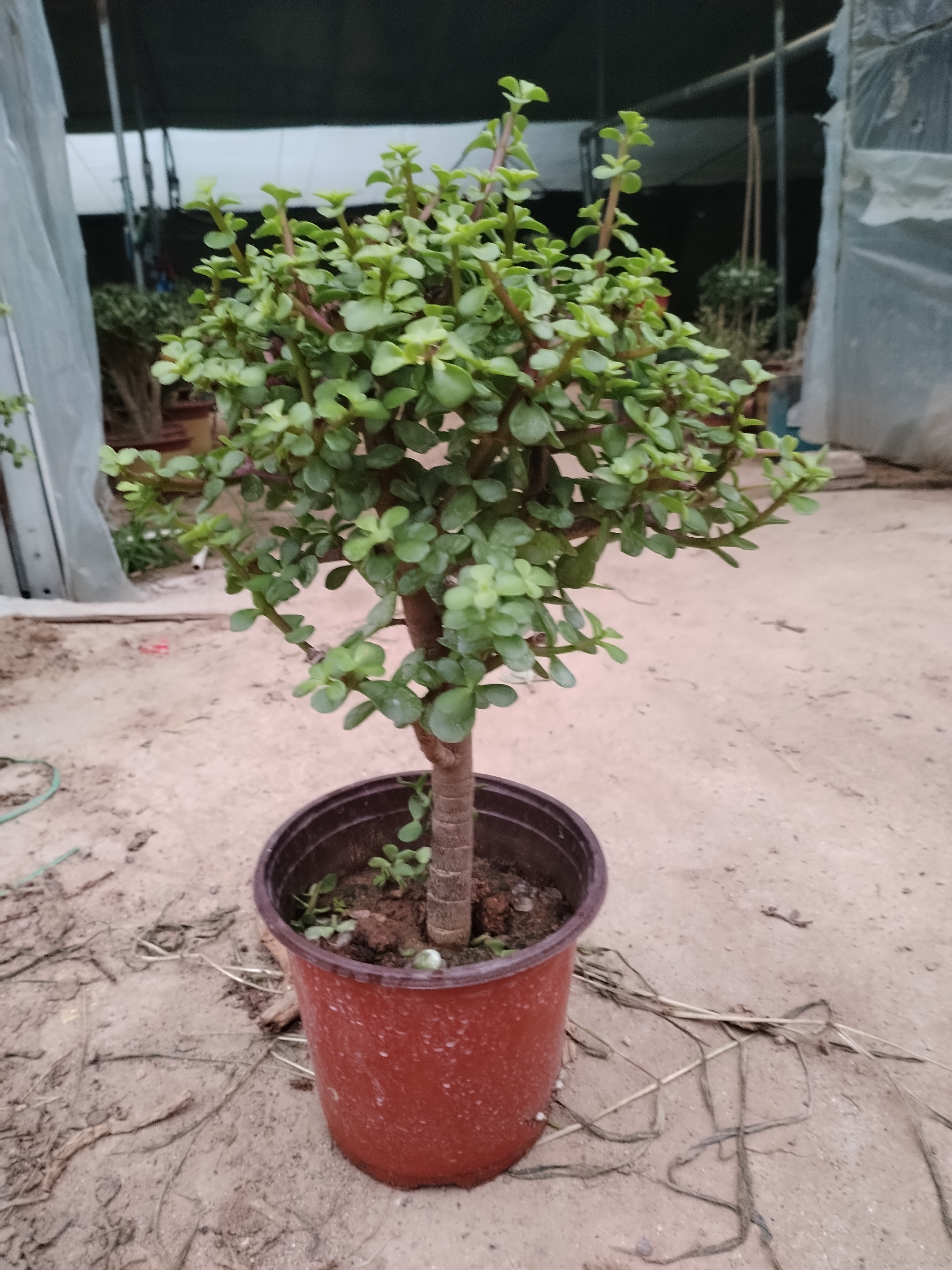 18米高独杆棒棒糖金枝玉叶土球发货包邮