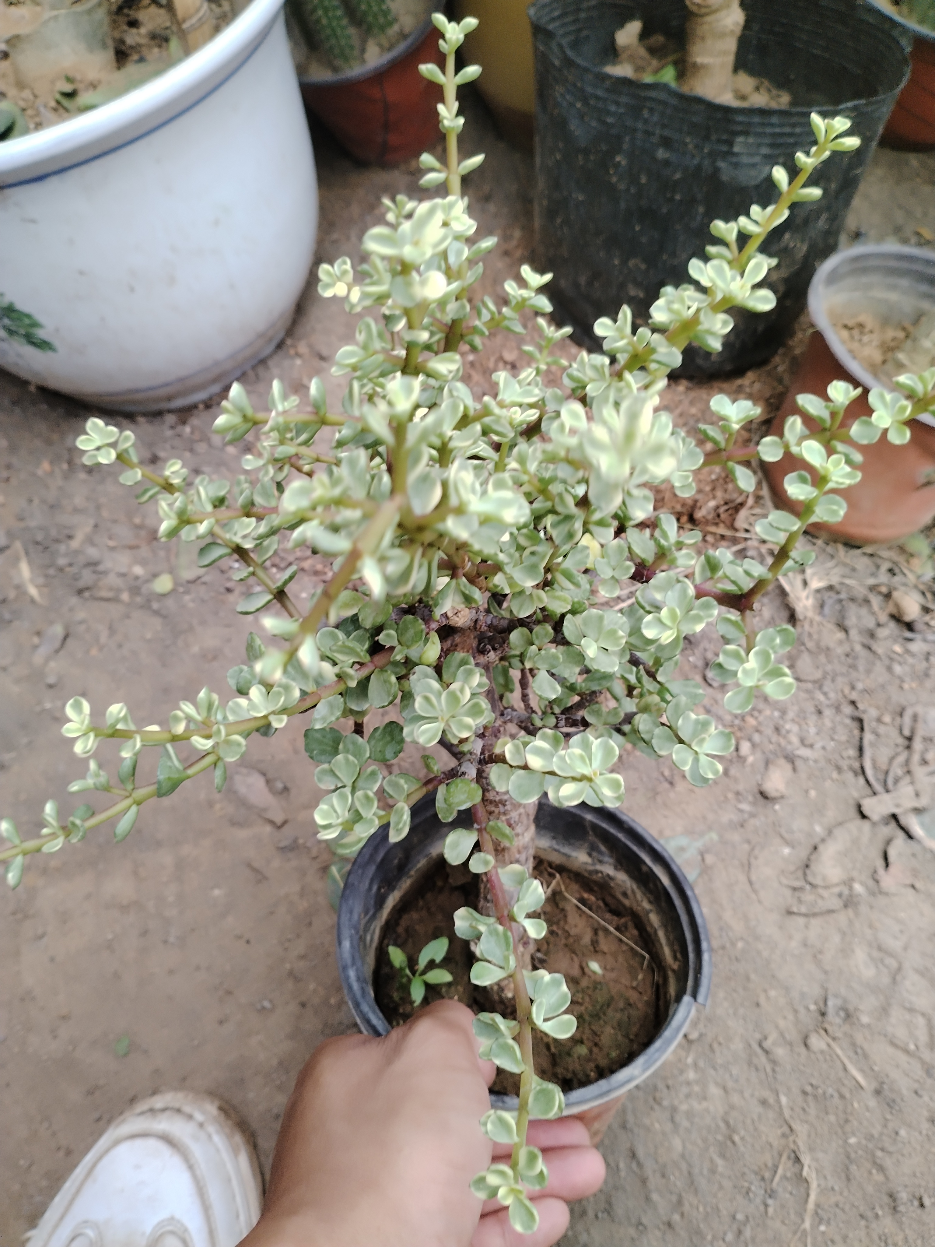 雅乐之舞小老桩室内室外好养