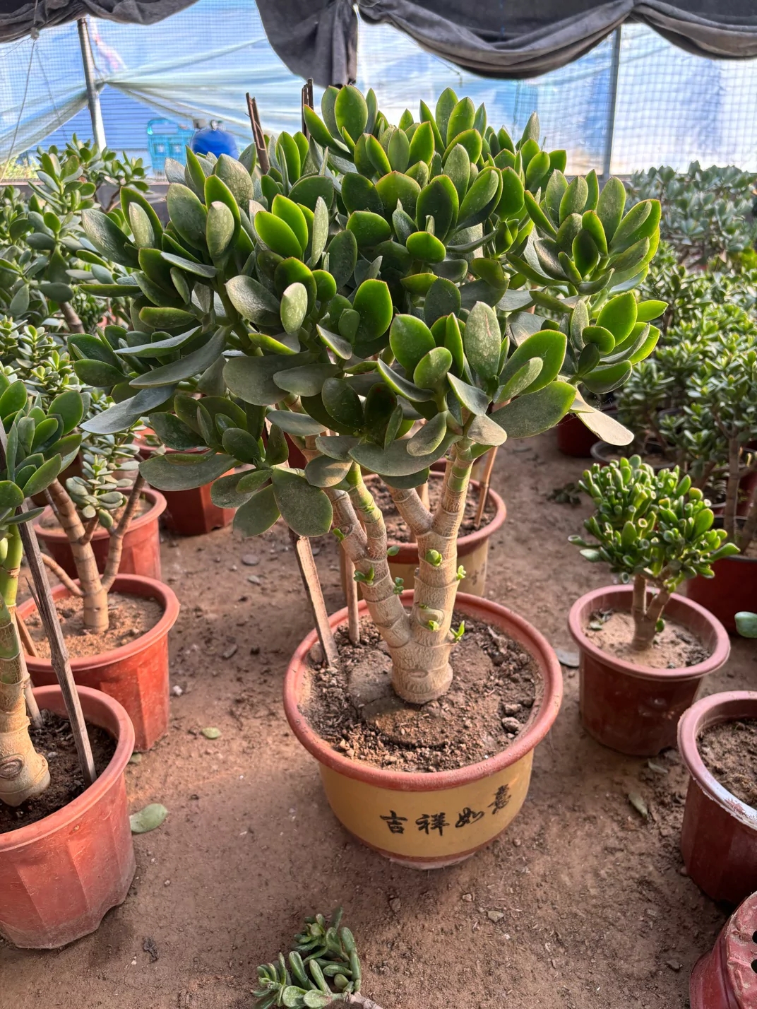 青叶玉树老桩土球发货