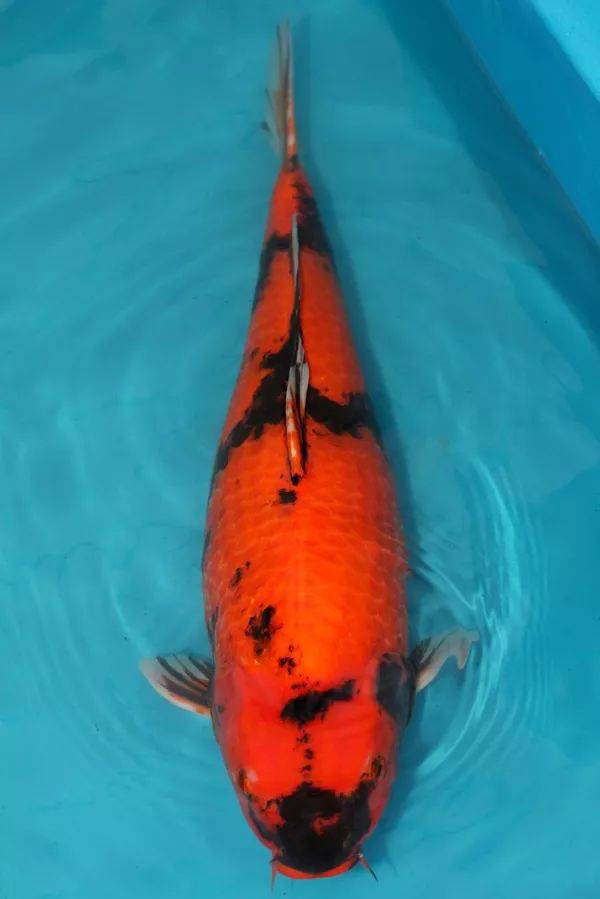 精品條田非写观赏鱼