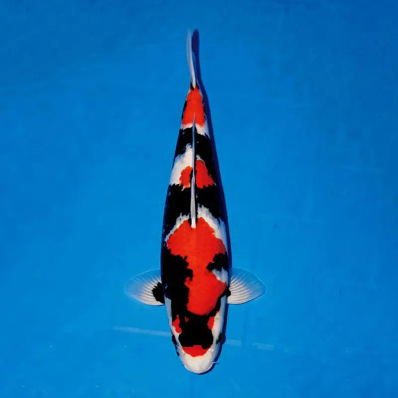 纯种锦鲤观赏鱼 昭和大正