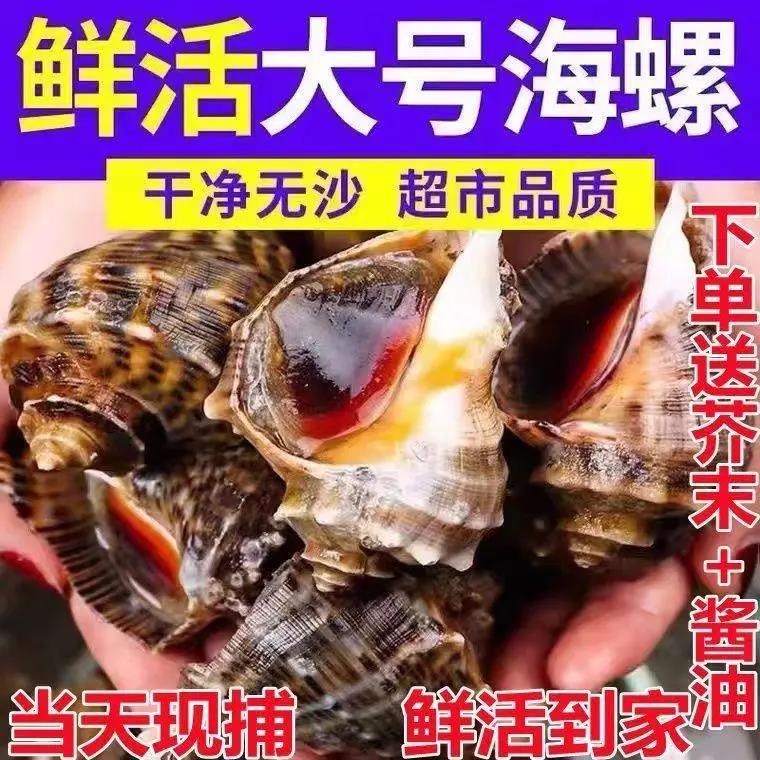 鲜活海螺现挖现发野生大中小超肥新鲜海螺鲜活海鲜水产螺类贝类