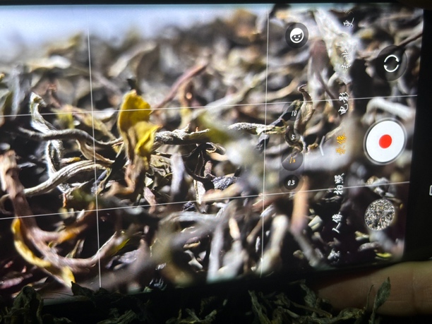 2024年头春头採梅子箐古树单株