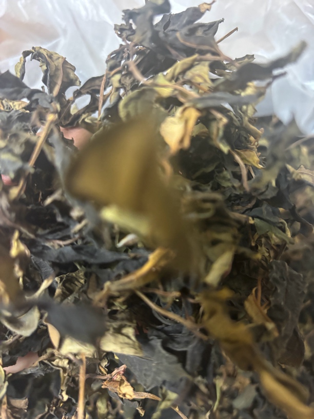 永德大雪山野茶头春古树白