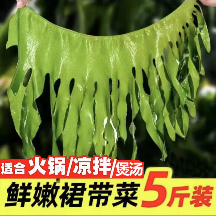 新鲜盐渍裙带菜带箱5斤
