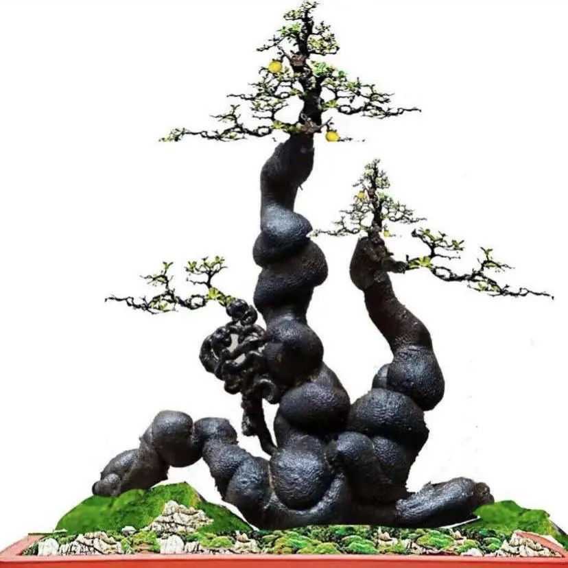 灌木金弹子盆景素材公桩母桩练手桩