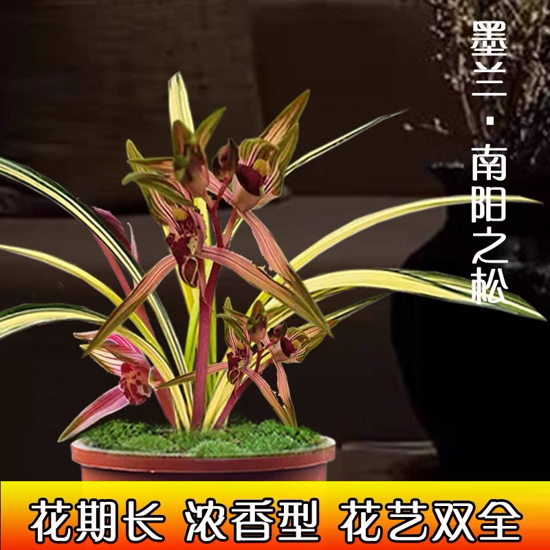 墨兰 南阳之松，花艺双全 原盆原土 包邮