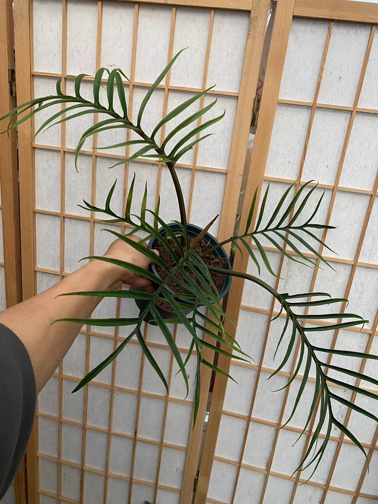 0.3加仑盆鱼骨蔓绿绒天南星科常绿小众植物观叶