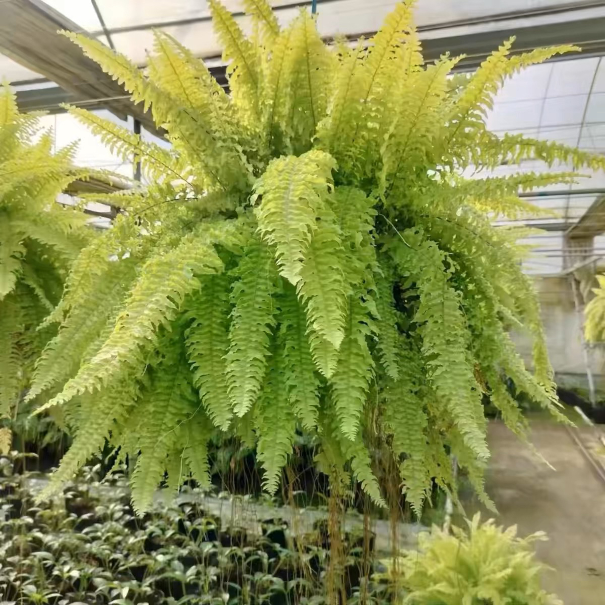 黄金波斯顿蕨肾蕨金叶锦叶肾蕨垂吊吊挂植物盆栽吸甲醛波士顿蕨