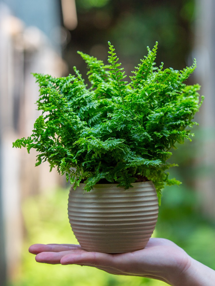 棉花糖蕨植物绿植室内客厅办公室茶几桌面好养盆栽净化空气吸甲醛