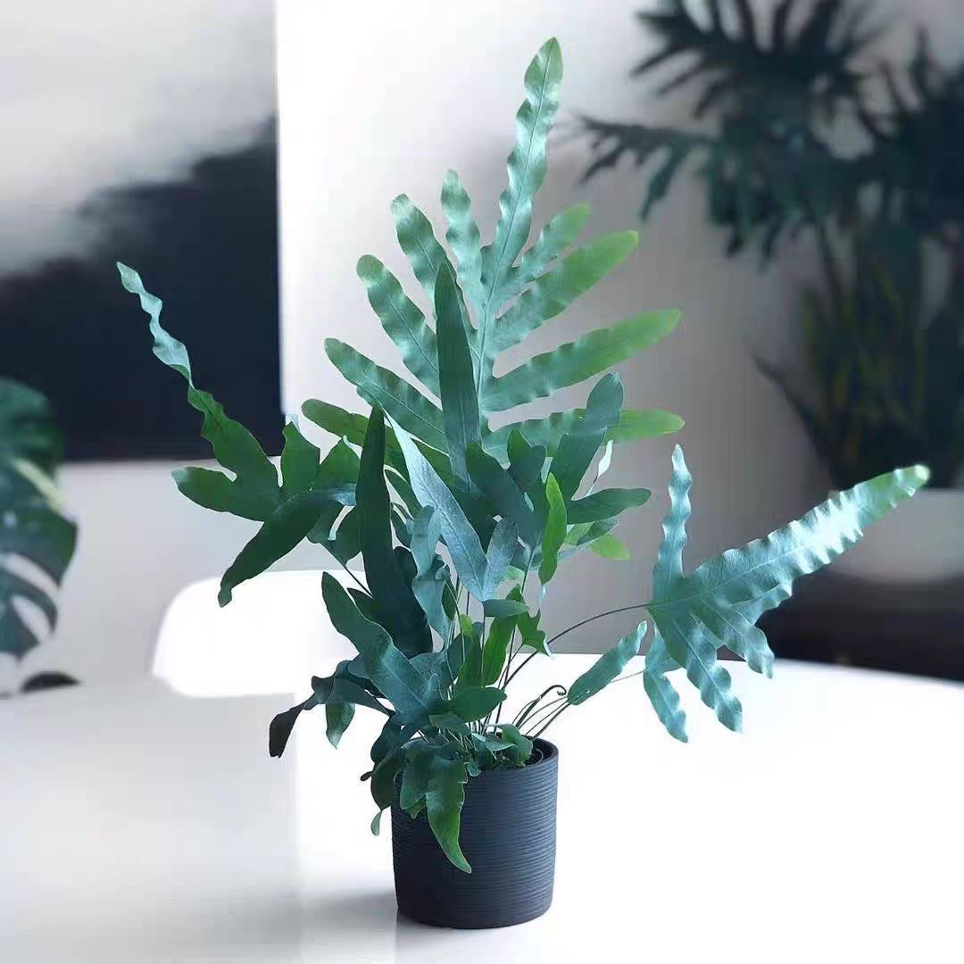 蓝星水龙骨蓝星蕨桌上新款网红植物蕨类盆栽四季常青庭院花镜