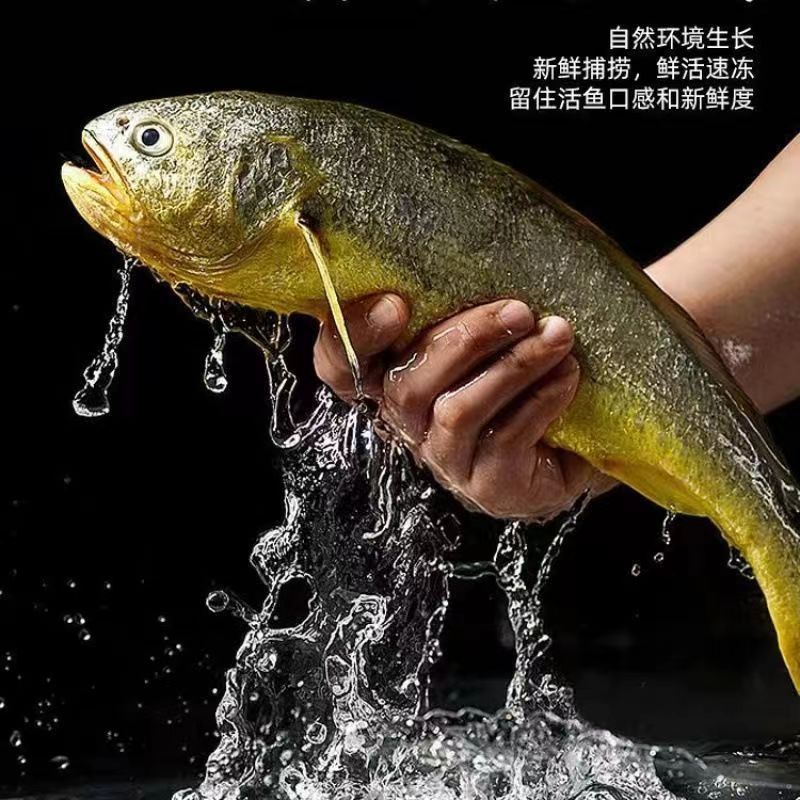 鲜冻大黄鱼鲜活速冻黄花鱼冰鲜真空装黄鱼整箱新鲜大黄花批发商用