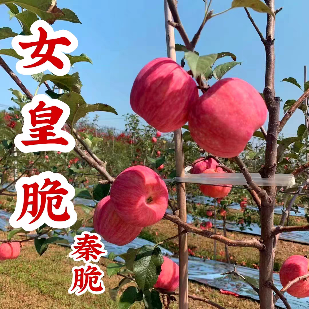 陕西秦翠苹果2025脆甜多汁果园直发皮薄翠香现摘现发