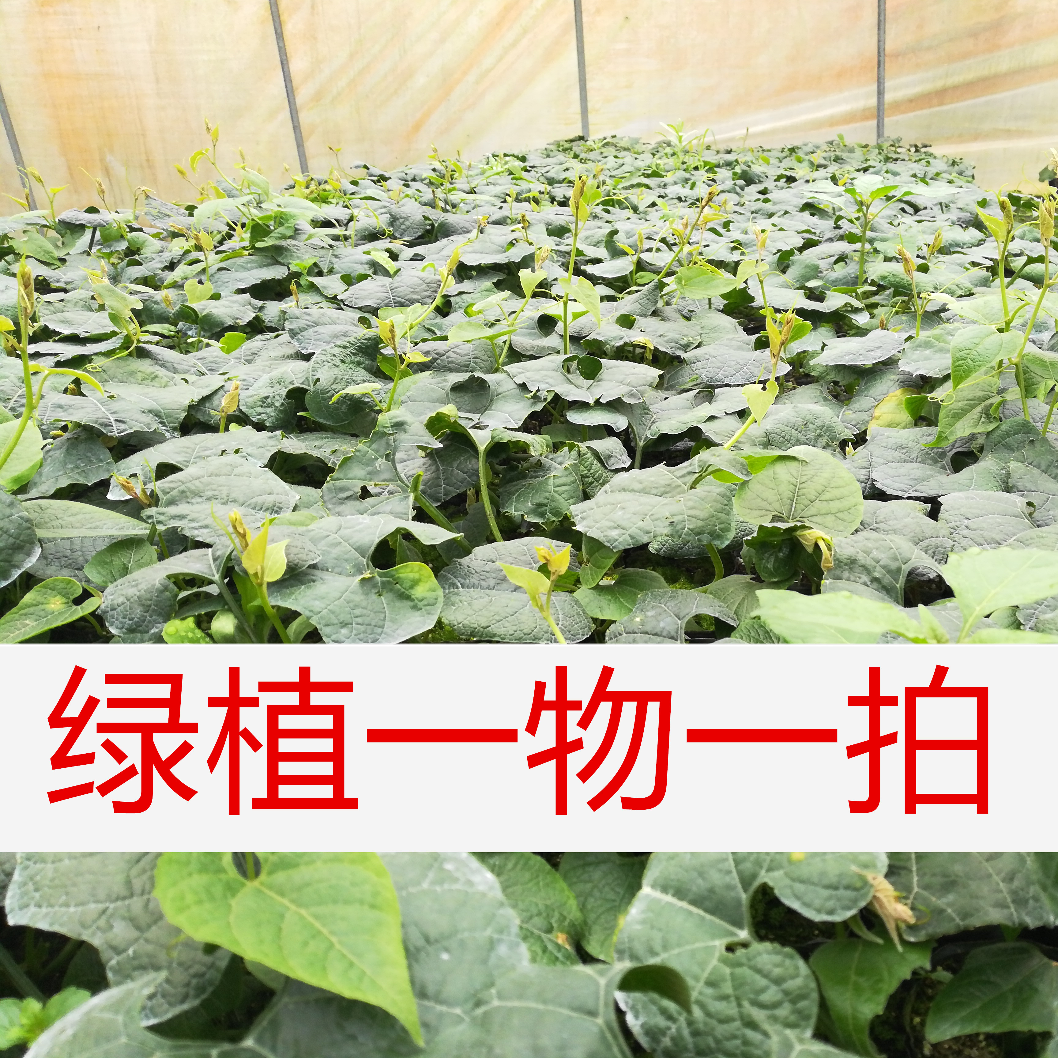 绿植花园植物（昌）老桩盆栽地栽阳台楼顶庭院