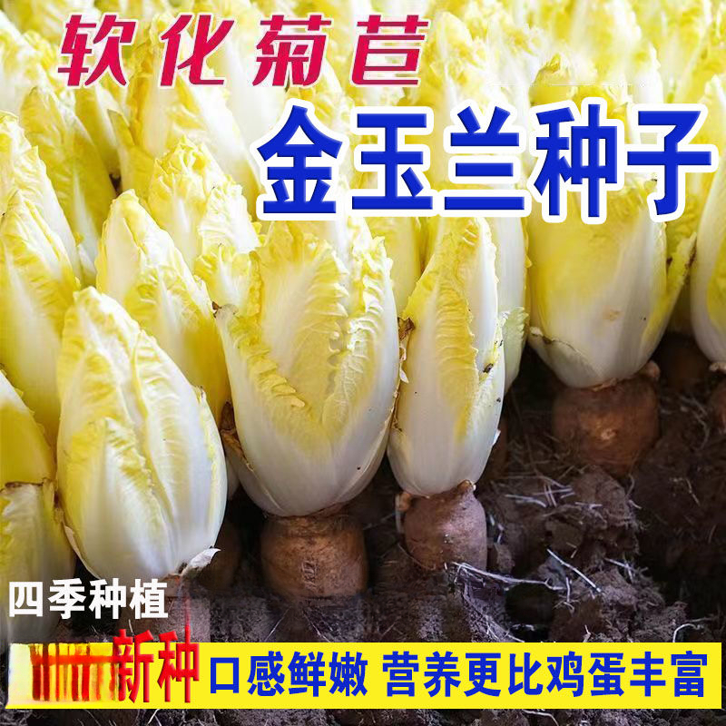 四季种植金玉兰菜种子软化黄菊苣菜籽黄芽球水培阳台盆栽夏季秋冬