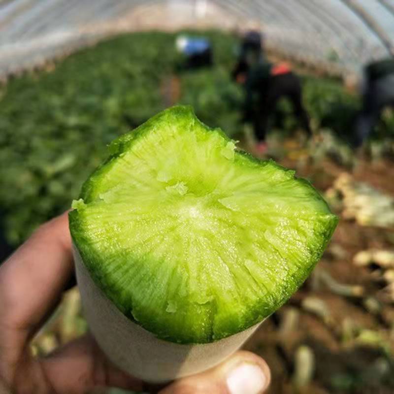 冰糖水果萝卜种子生吃脆甜农家蔬菜种四季播种阳台盆栽绿萝卜种籽
