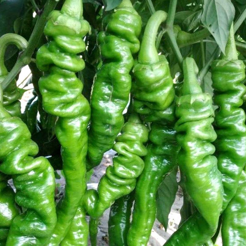 螺丝椒种子高产大果早熟阳台盆栽蔬菜种农家菜园香辣螺丝辣椒种籽