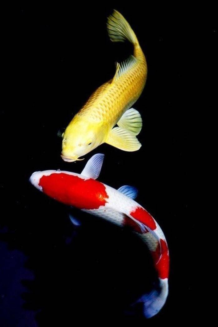 1.一家专注于锦鲤的直播间