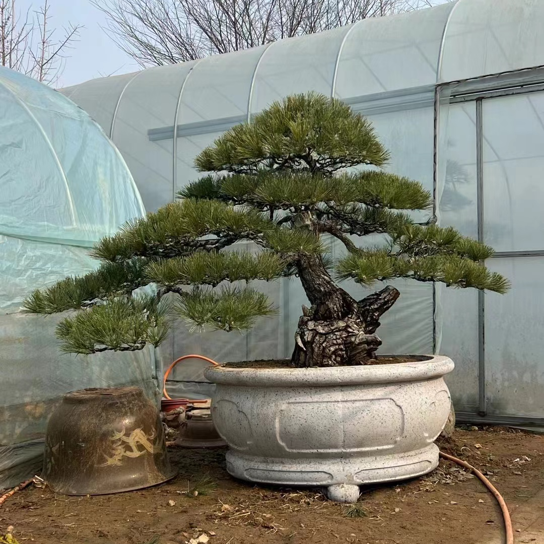 老桩山采黑松庭院