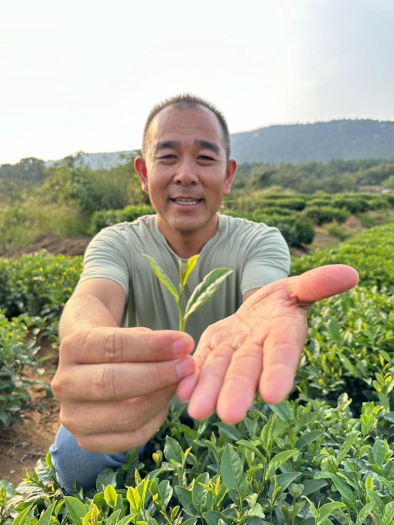 白露秋茶日照绿茶精品手工采摘二细料浓香板栗香无公害高山绿茶