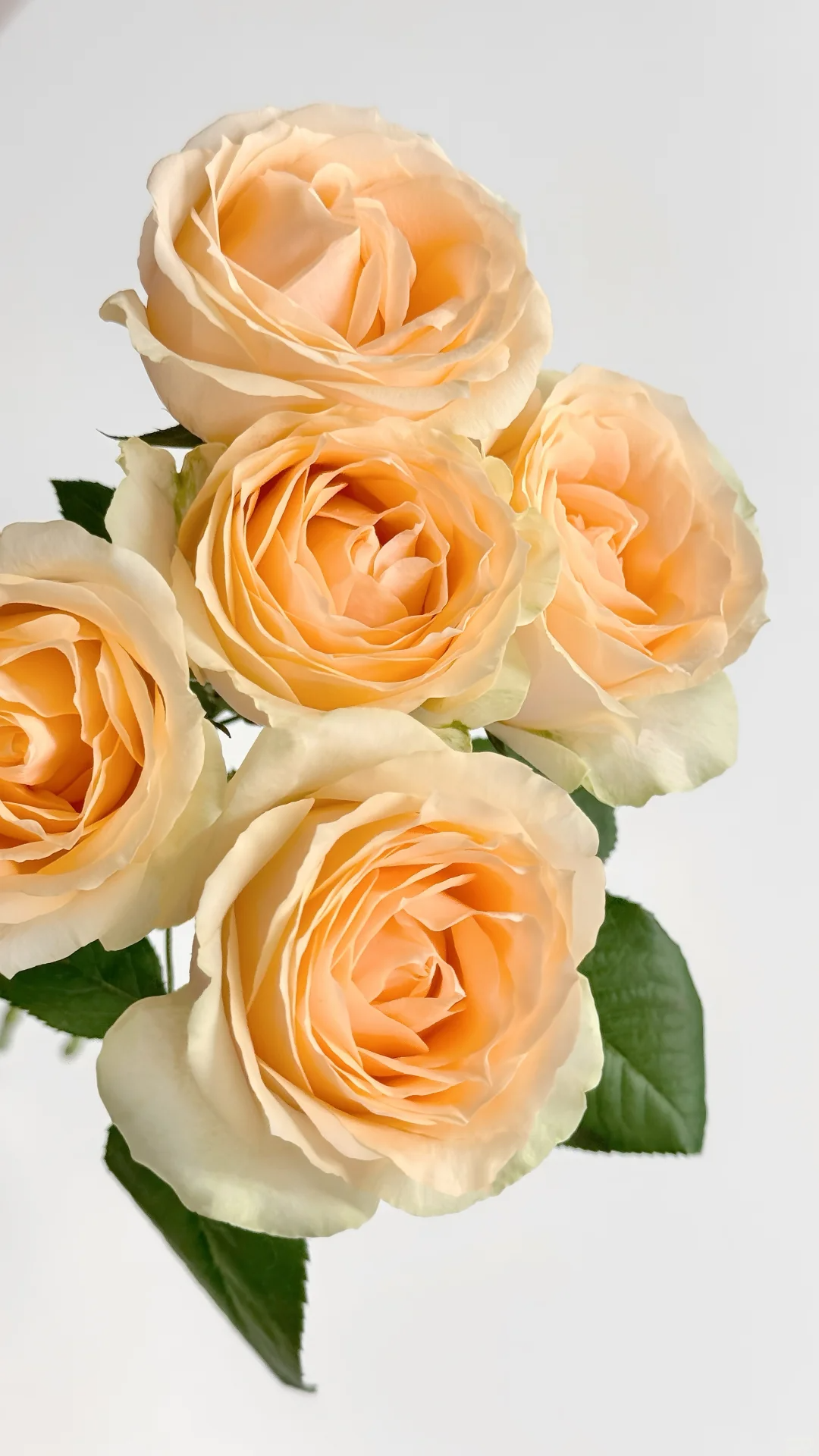 【蜜桃雪山】单头玫瑰 云南基地直销 一单包邮