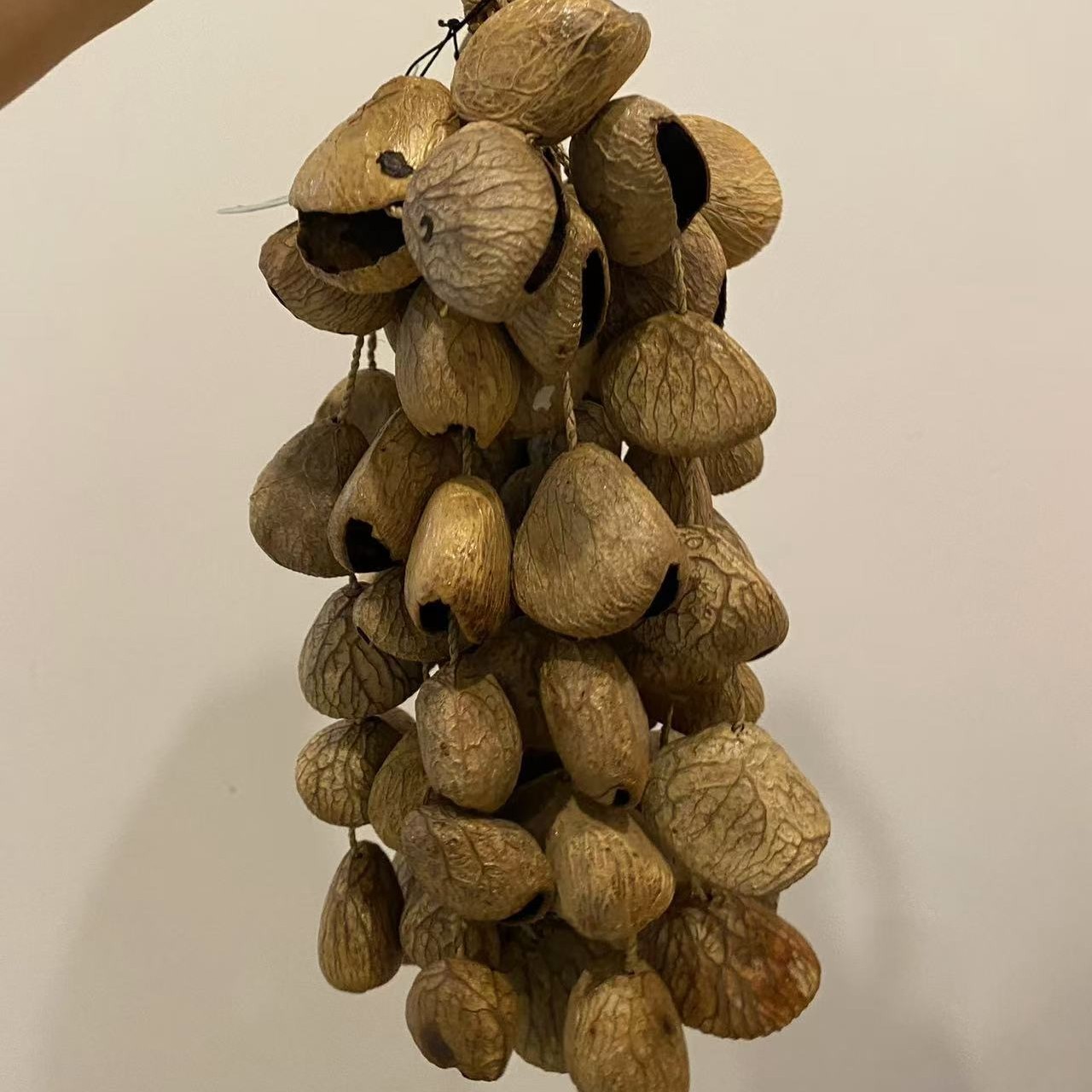 果实摇铃手持植物果壳
